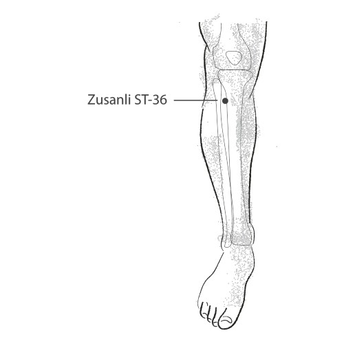 Zusanli acupuncture point